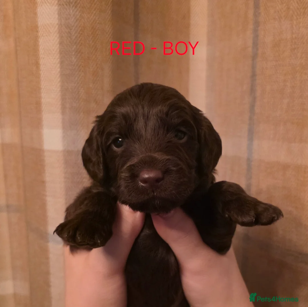 Cockapoo dogs for sale: Cockapoo Puppies  - Advert 12