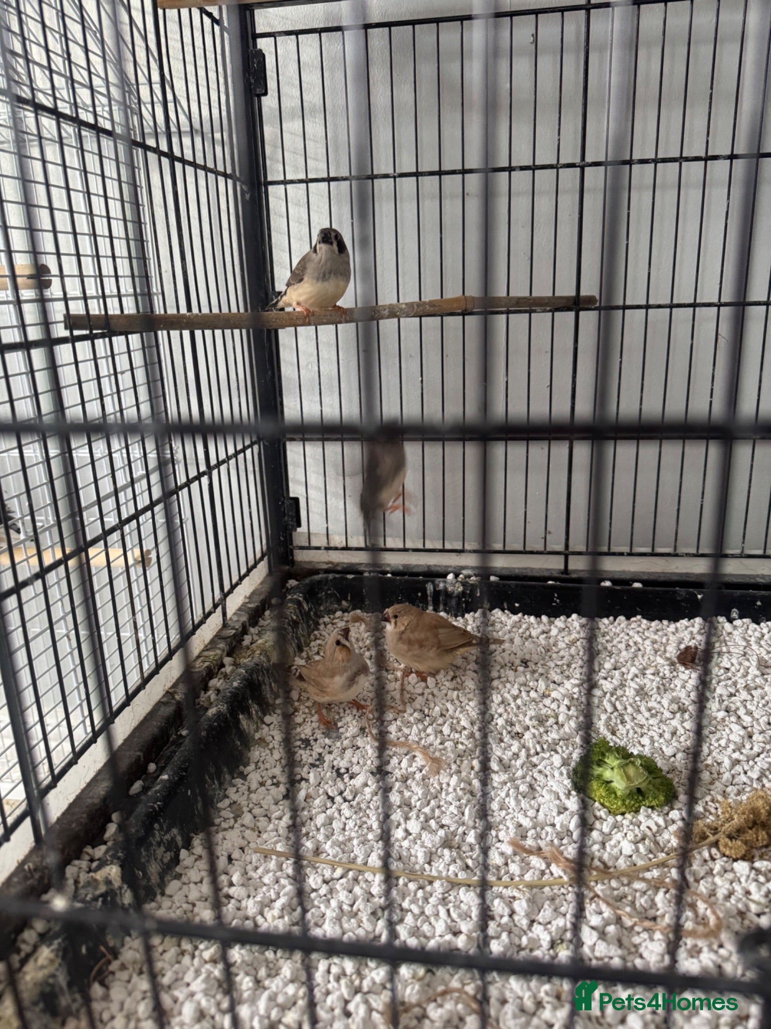 Mixed Breed birds Budgies and zebs - Advert 5