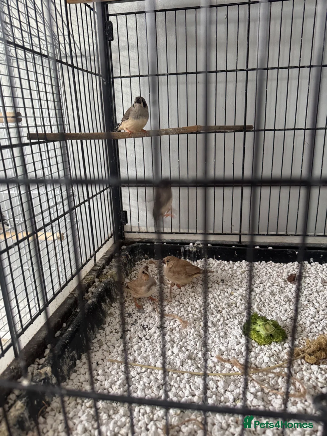 Mixed Breed birds for sale: Budgies and zebs in Selby - Advert 1