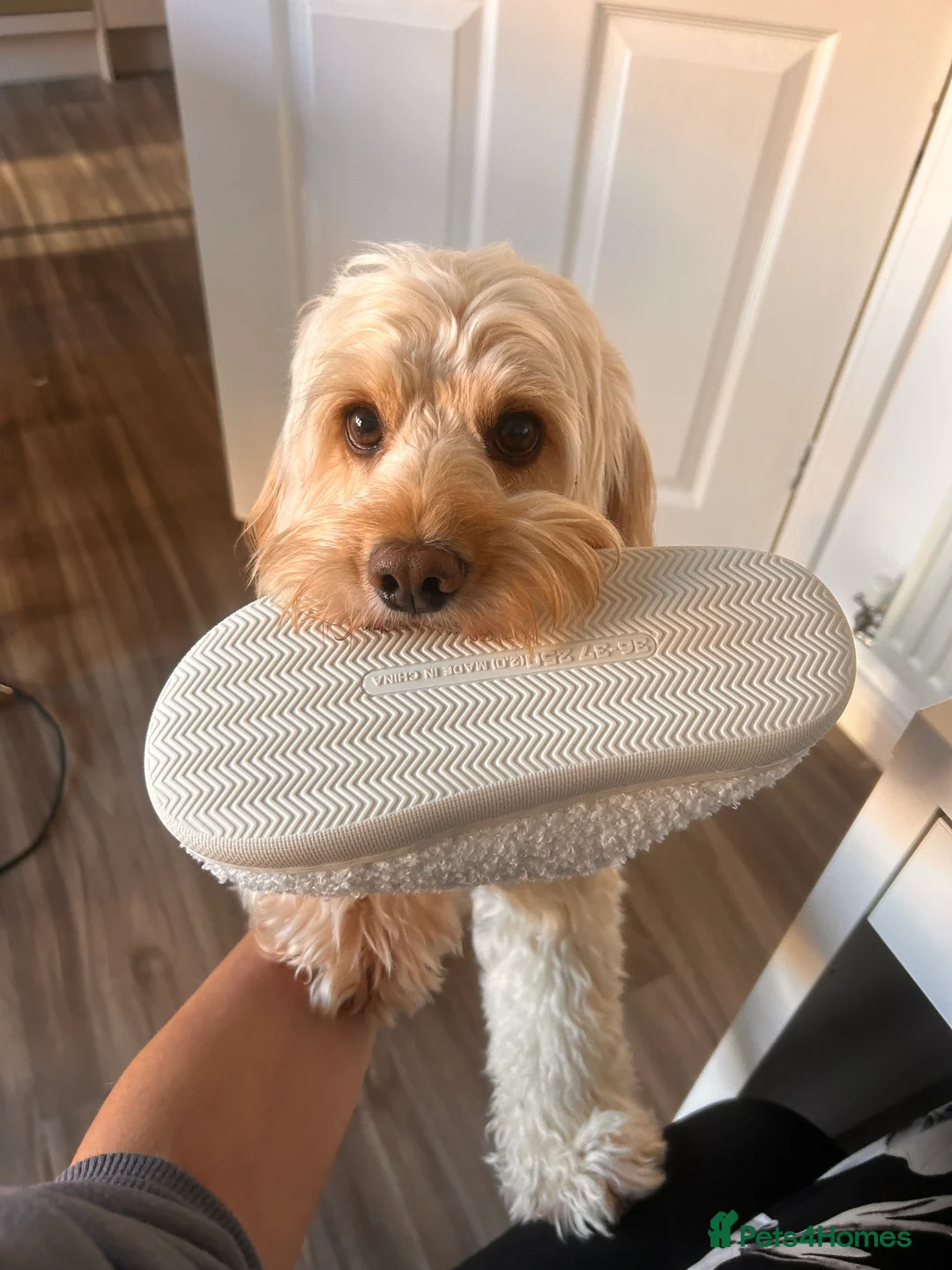 Cockapoo dogs for stud: Beautiful apricot cockapoo for stud in Hartlepool - Advert 6