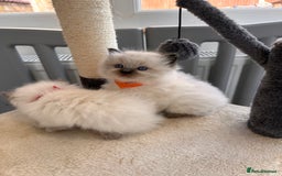 Ragdoll cats for sale: 💗Beautiful ragdoll kittens 💙 - Image 19