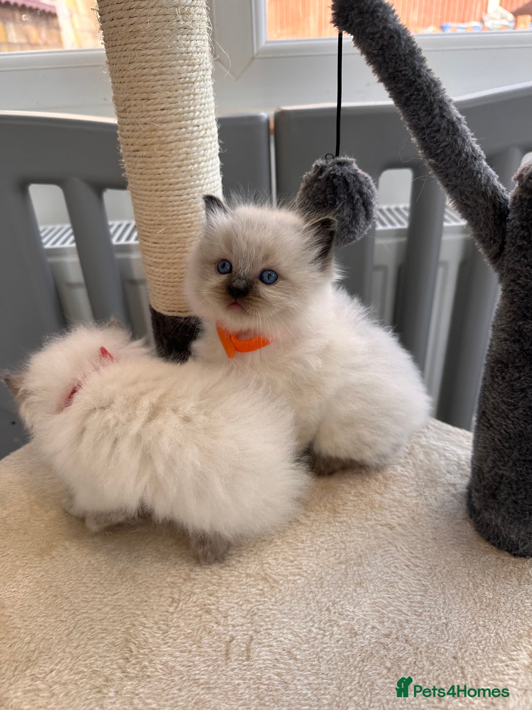 Ragdoll cats for sale: 💗Beautiful ragdoll kittens 💙 - Image 19