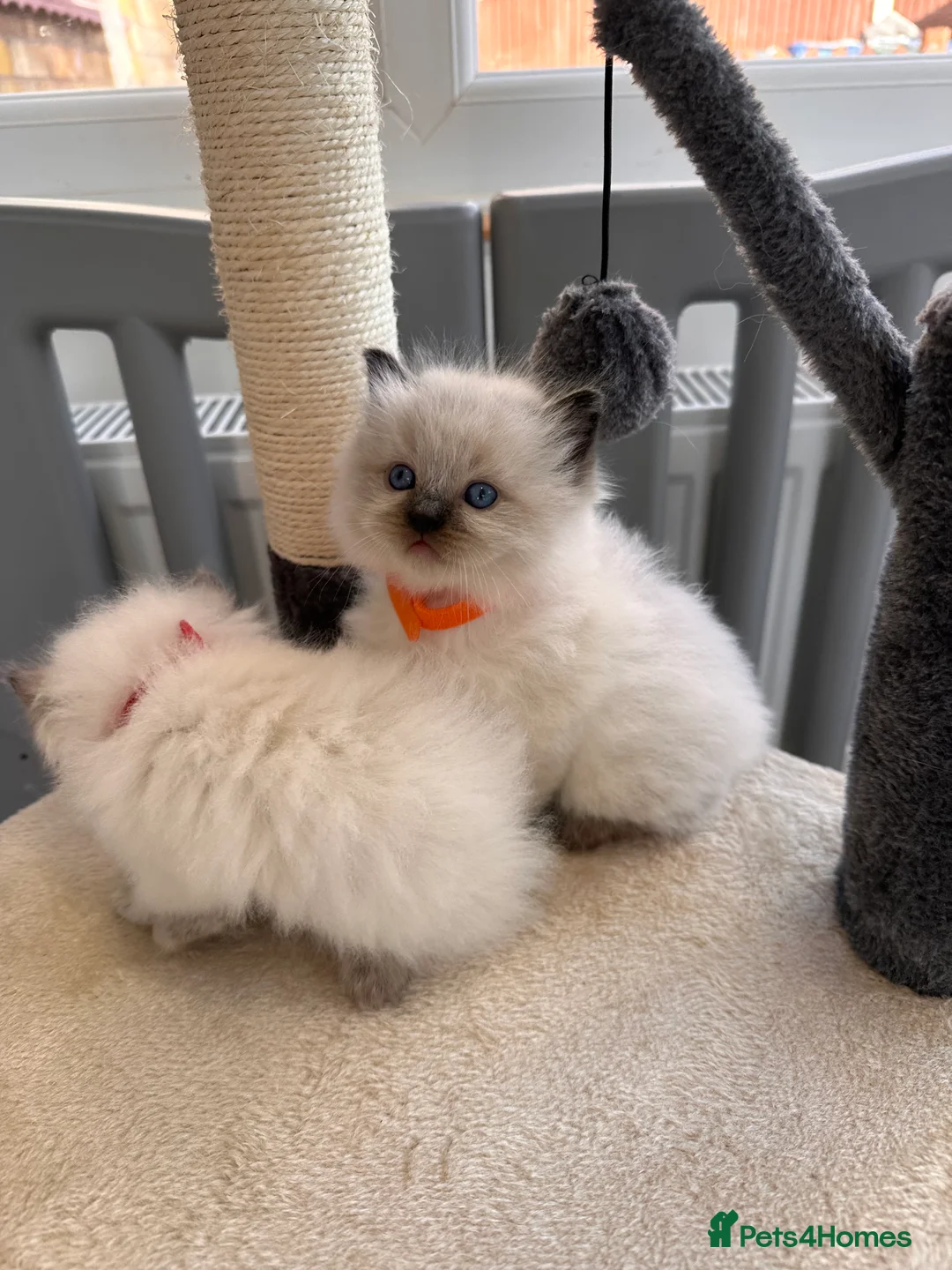 Ragdoll cats for sale: Now reserved  - Advert 10