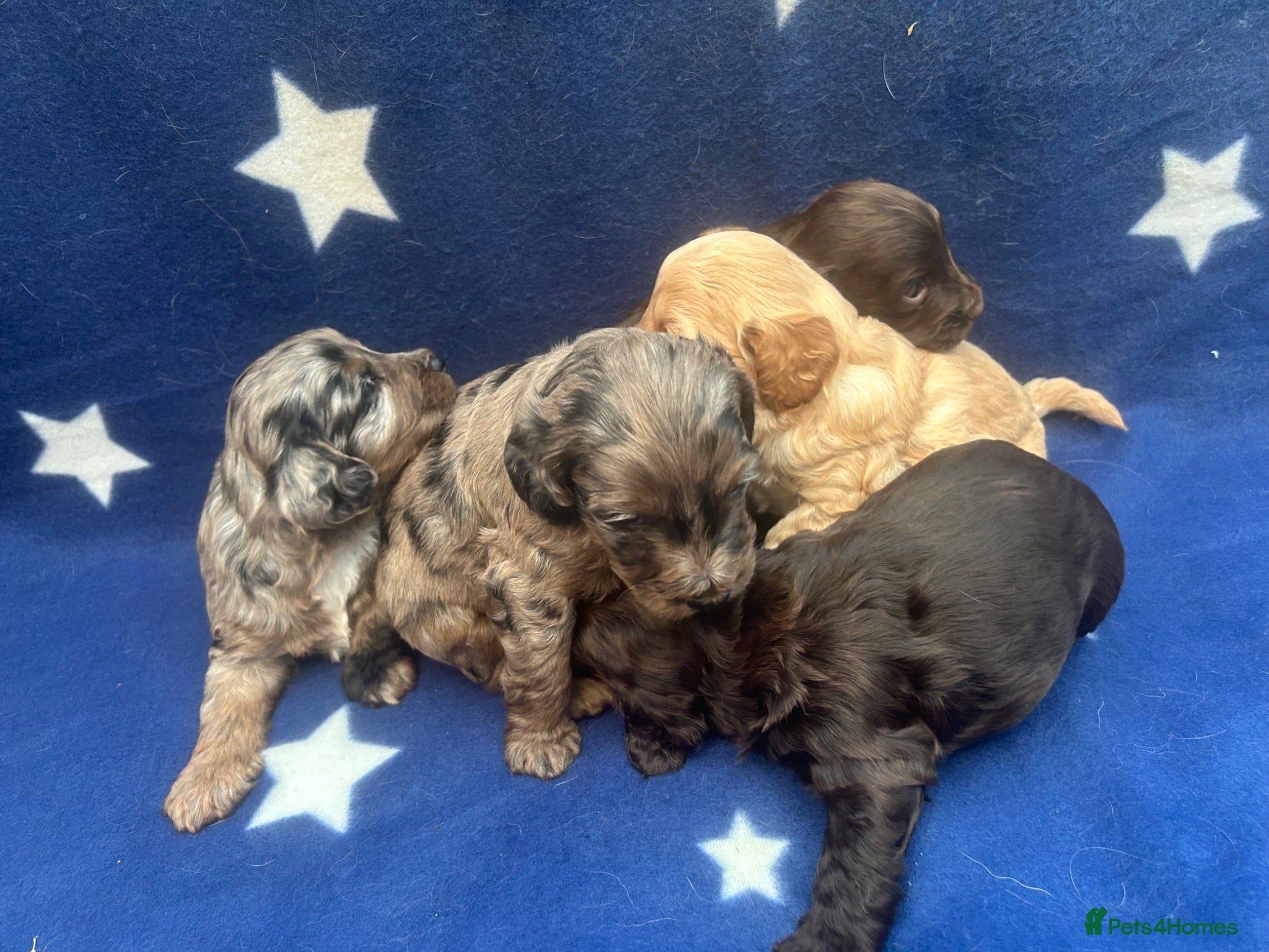 Cockapoo dogs 5 F1 cockapoo pups  - Advert 1