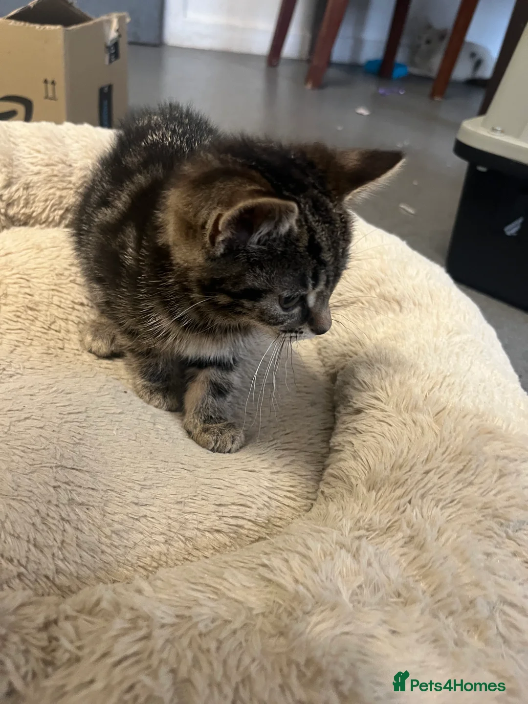 Mixed Breed cats for sale: Stunning 9 week old Female & Male kitten - Advert 13