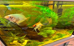 Angelfish fish for sale: 3x Angelfish free to good home - Image 3