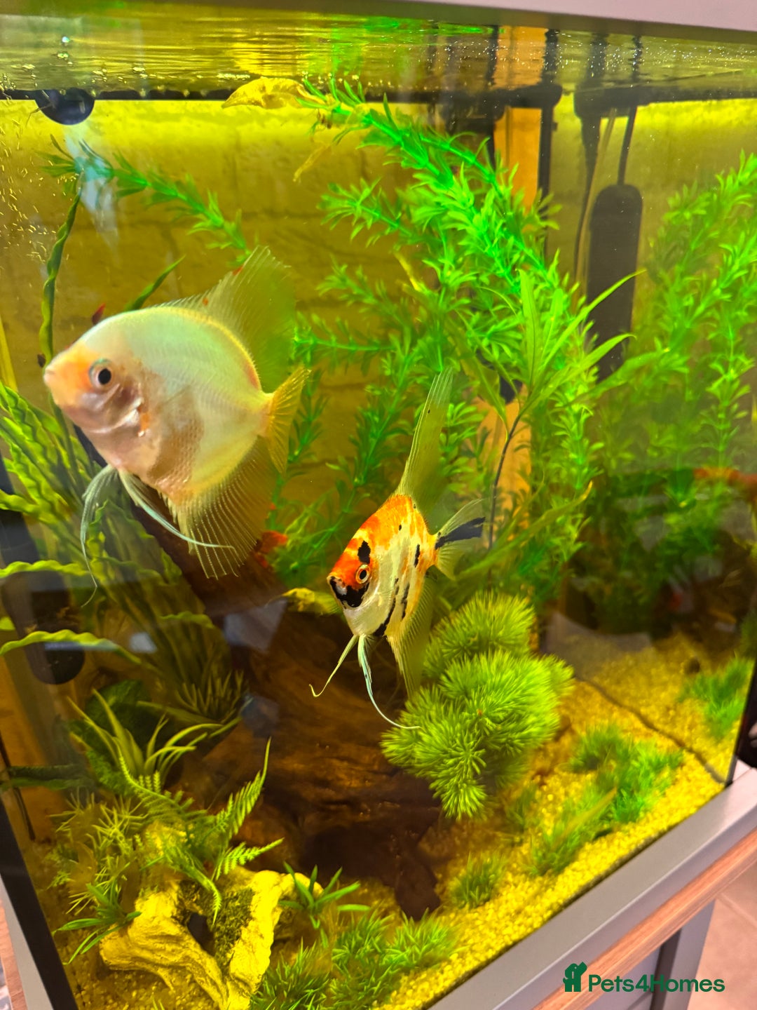 Angelfish fish for sale: 3x Angelfish free to good home - Image 3