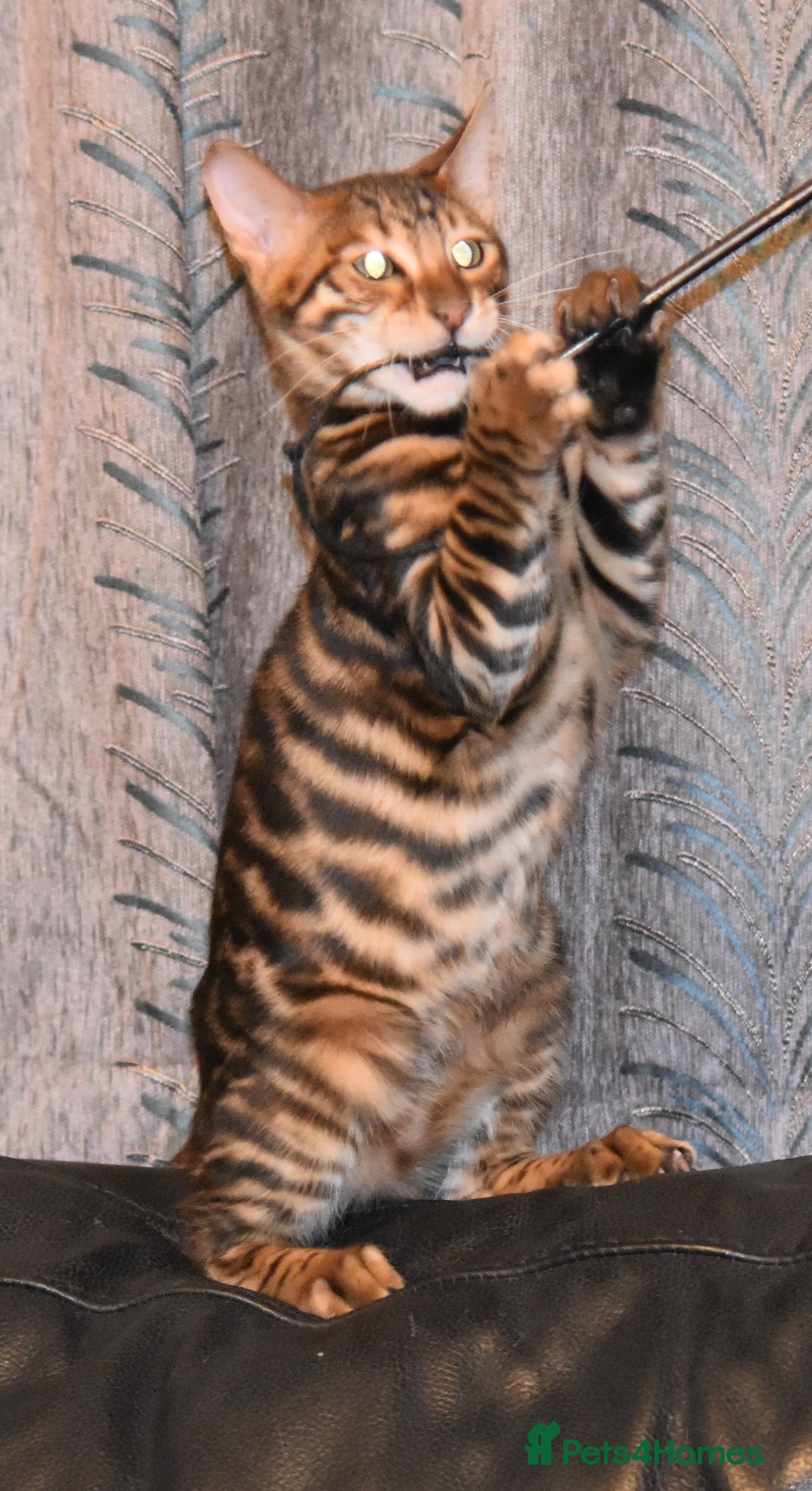 Toyger cats for sale: TWO STUNNING WILD LOOKING TOYGER CUBS - Advert 17