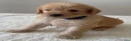 Labradoodle dogs for sale: Ready now - last few remaining  - Advert 18