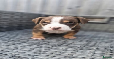 American Bully dogs - Advert 3