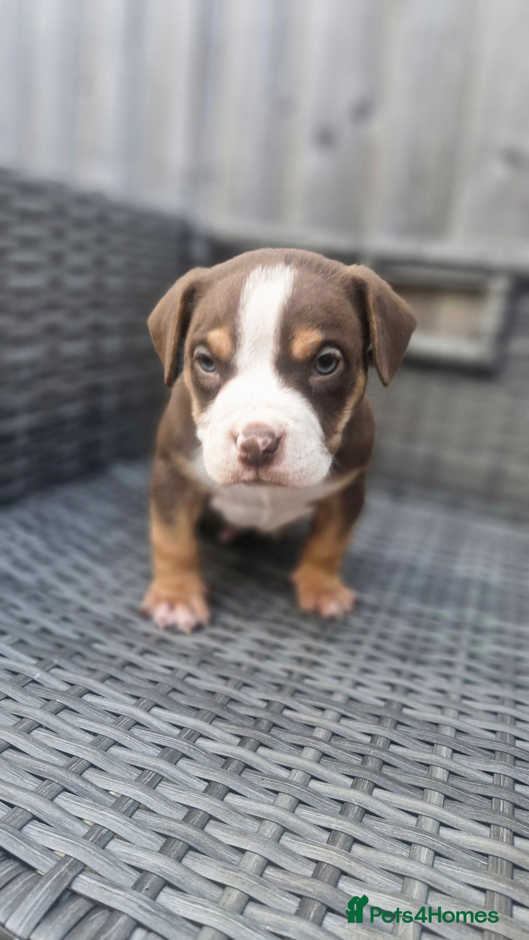 American Bully dogs for sale: Pocket bully bitch and male - Image 5