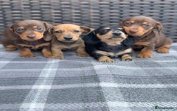 Miniature Dachshund dogs for sale: KC Registered true petite Miniature Dachshunds - Image 7