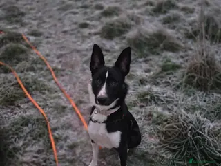 Border Collie dogs ISDS Register Border Collie - Advert 1