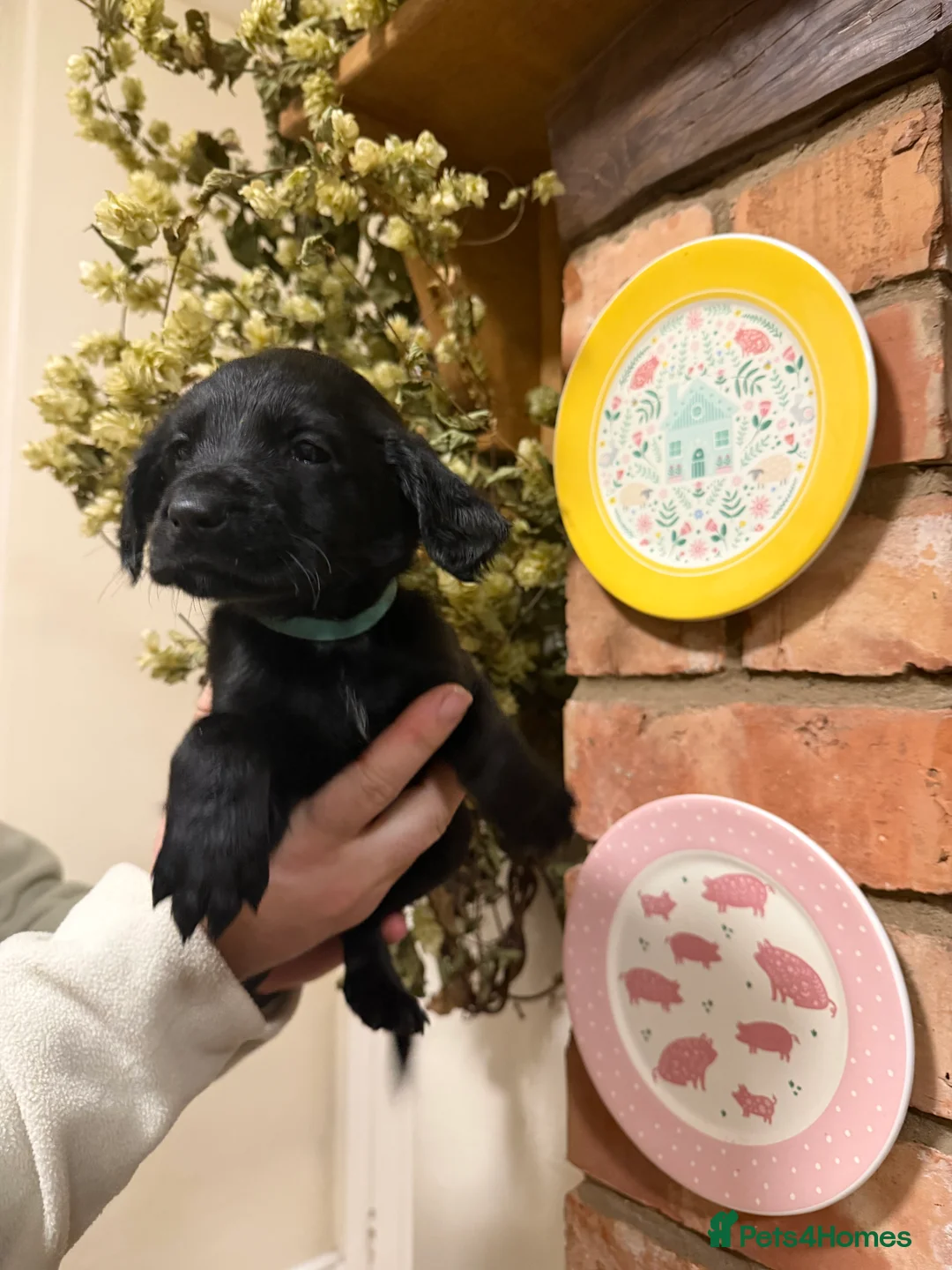 Mixed Breed dogs for sale: Belgian mal/working cocker spaniel  - Advert 20