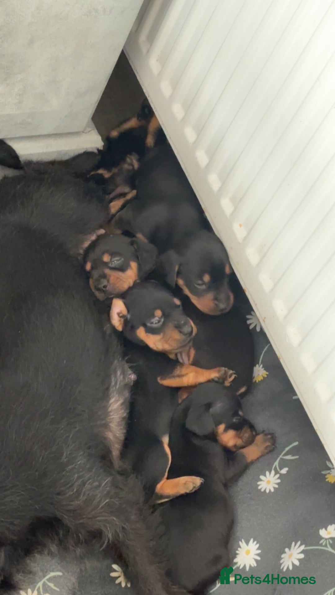 Mixed Breed dogs for sale: Dachshund x patterdale puppues - Image 11