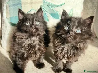Mixed Breed cats Maine Coon Kittens - Advert 5