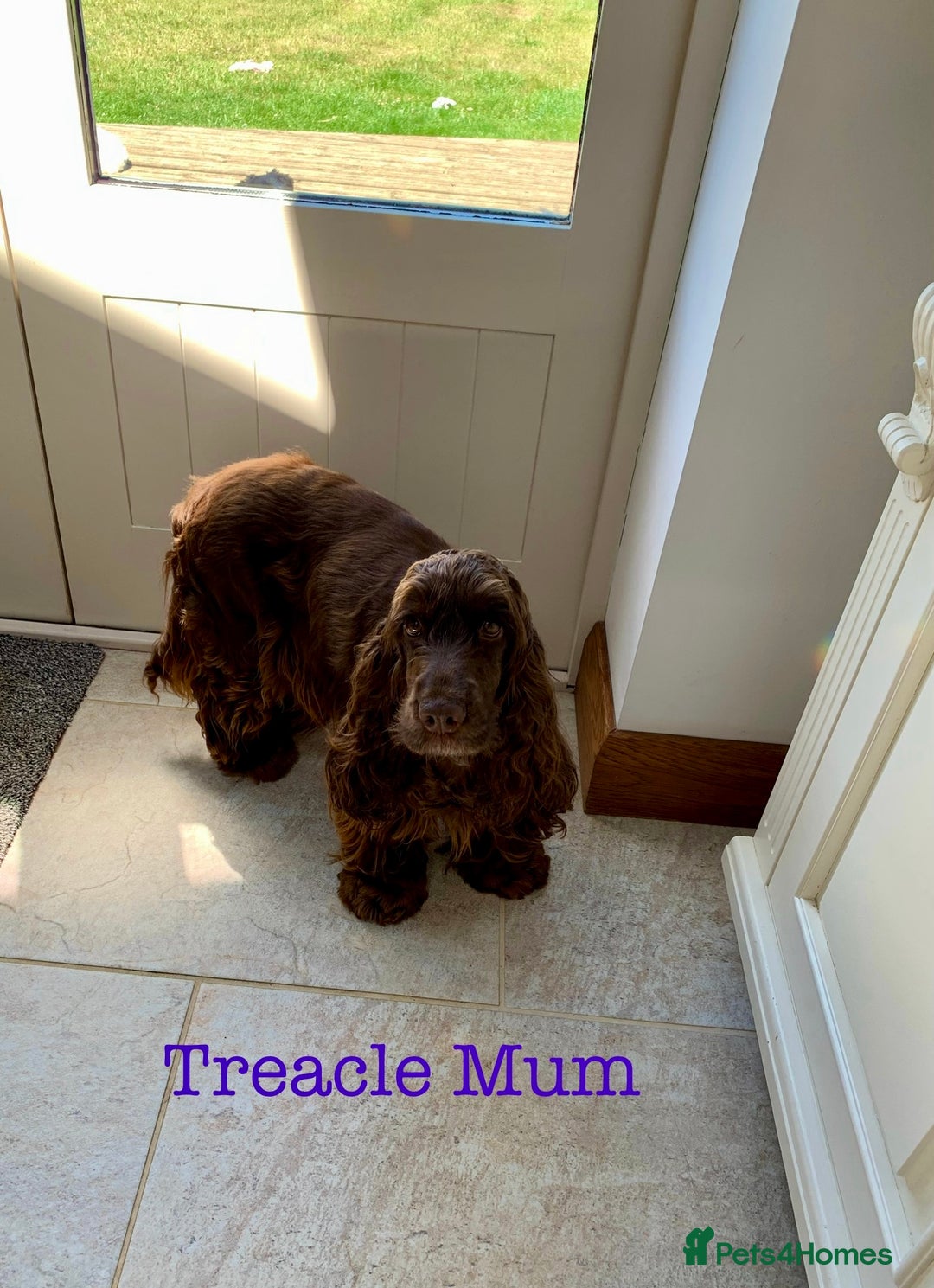 Cocker Spaniel dogs for sale: 5* LICENSED KC SHOW H/TESTED PUPPIES  - Image 20