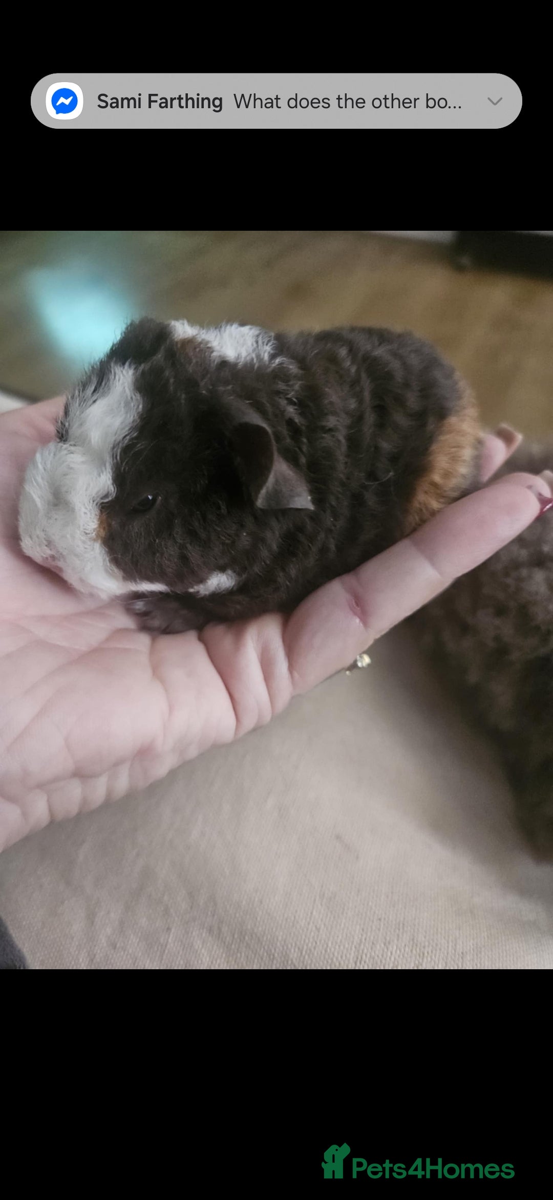 Guinea Pig rodents for sale: Baby guinea pigs - Image 7