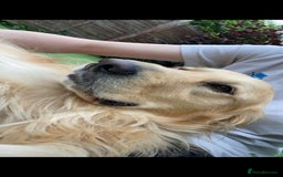 Mixed Breed dogs for sale: Male golden retriever mix  - Image 1