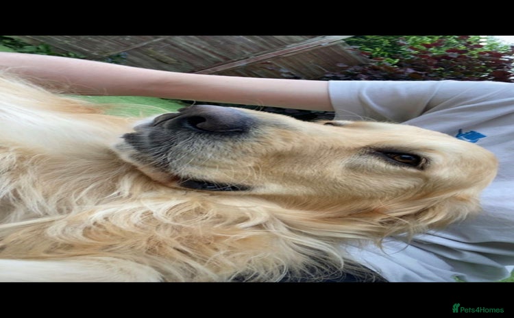 Mixed Breed dogs - Advert 1