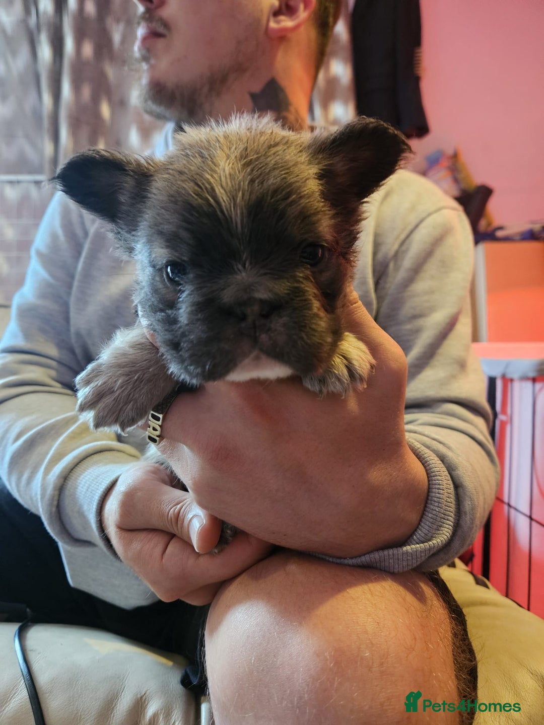 French Bulldog dogs for sale: KC French bulldogs READY FOR THEIR FOREVER HOME 💙 - Advert 14