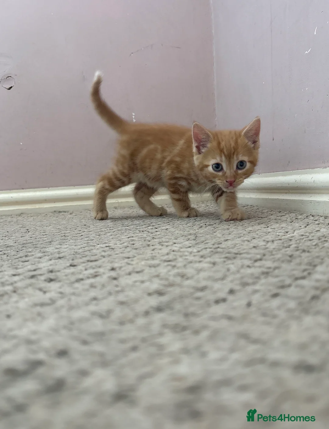Mixed Breed cats for sale: Madam  - Advert 2