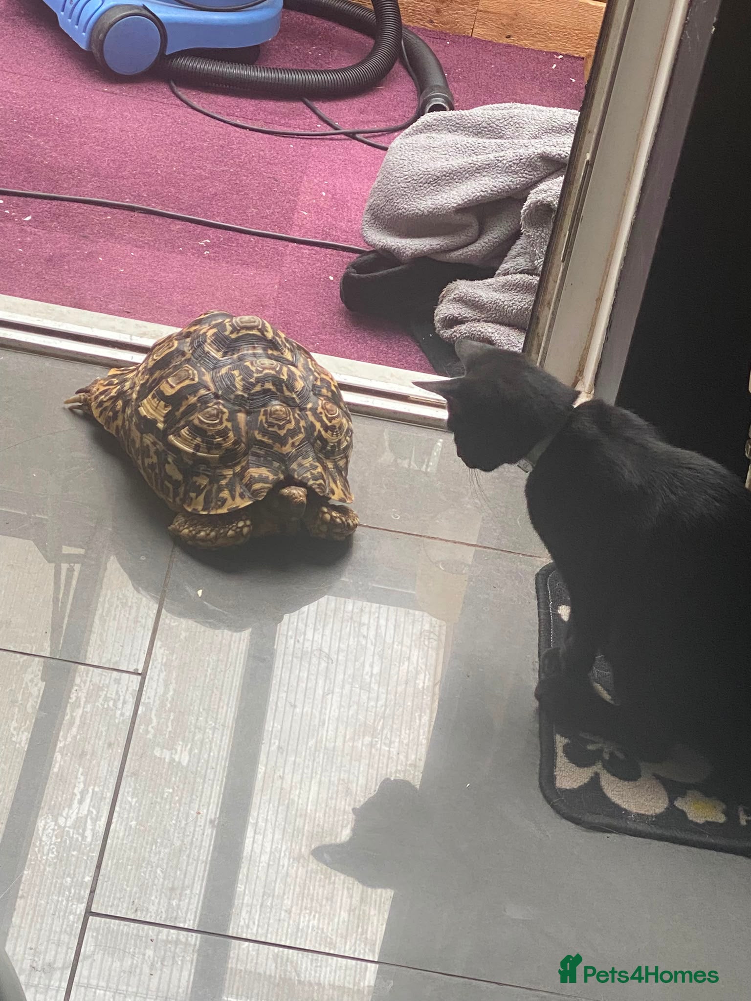 Tortoise reptiles Female leopard tortoise  - Advert 1