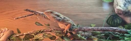 Bearded Dragon reptiles for sale: 2 X Juvenile Bearder dragons - Advert 4