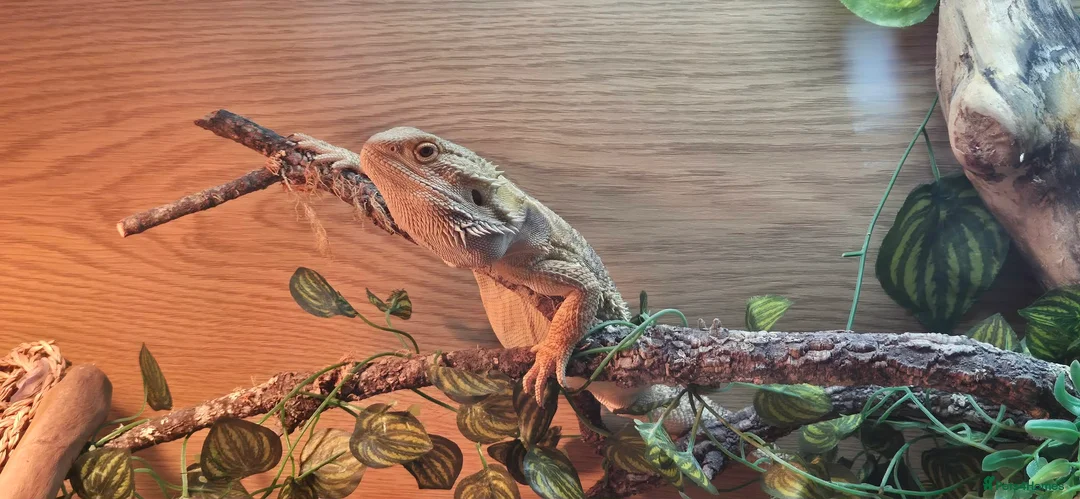 Bearded Dragon reptiles for sale: 2 X Juvenile Bearder dragons - Advert 4