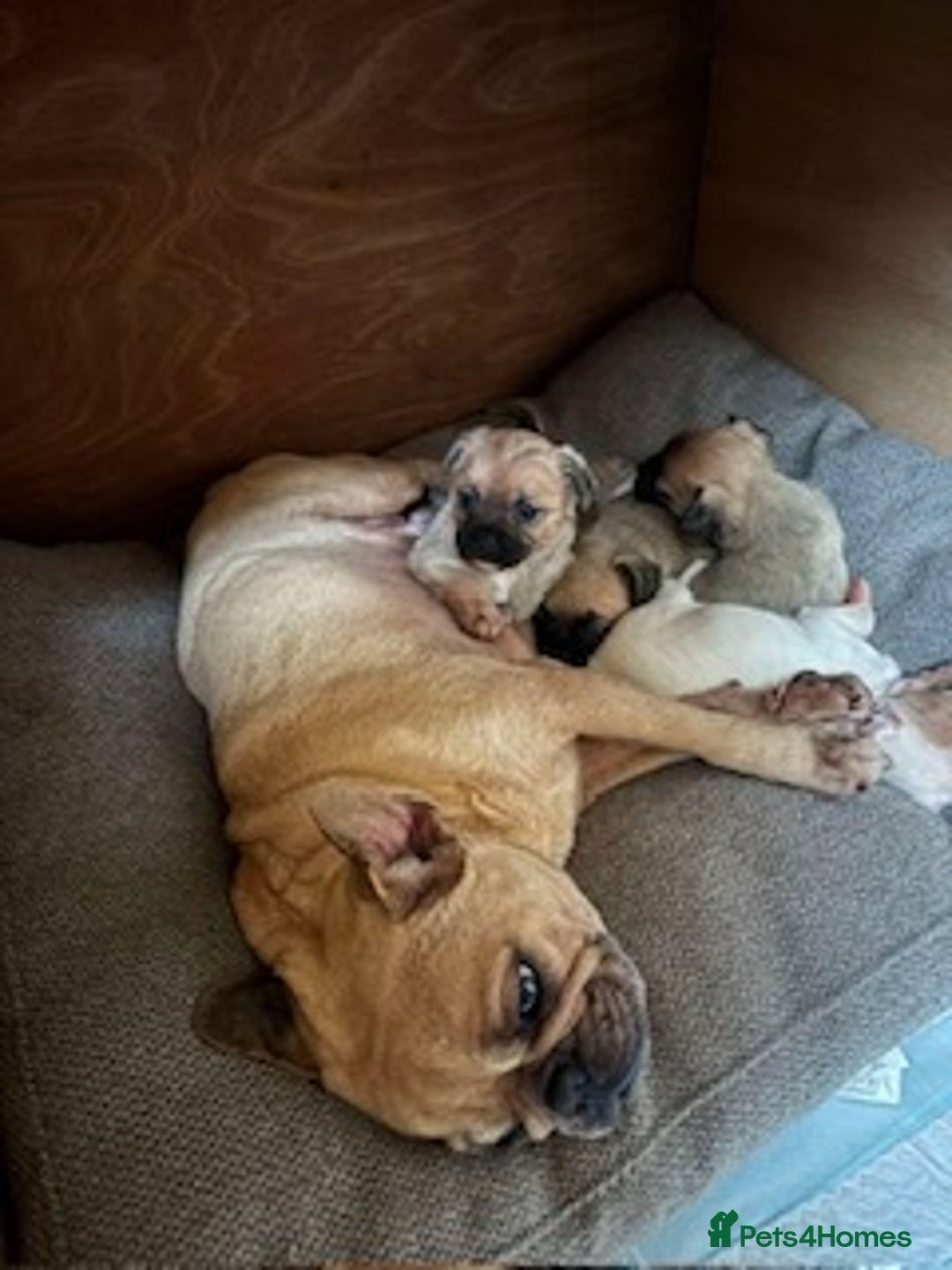 Mixed Breed dogs for sale: Beautiful litter of four puppies cross bread  - Advert 2