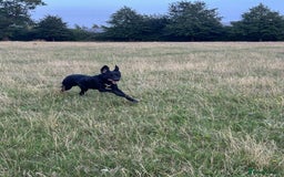 Borador dogs for sale: Border Collie x Labrador  - Image 2