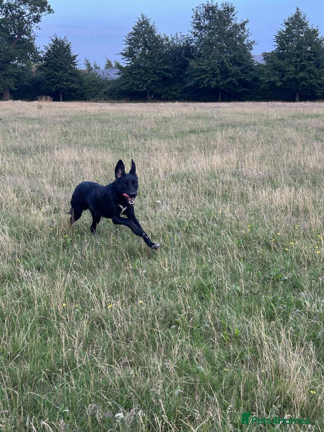 Borador dogs for sale: Border Collie x Labrador  - Image 2