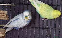 Budgerigars birds for sale: Budgies for sale  - Image 10