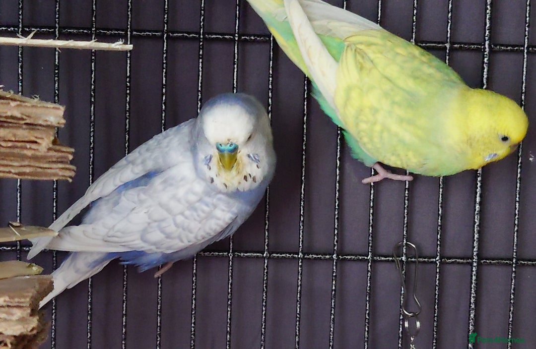 Budgerigars birds for sale: Budgies for sale  - Image 10