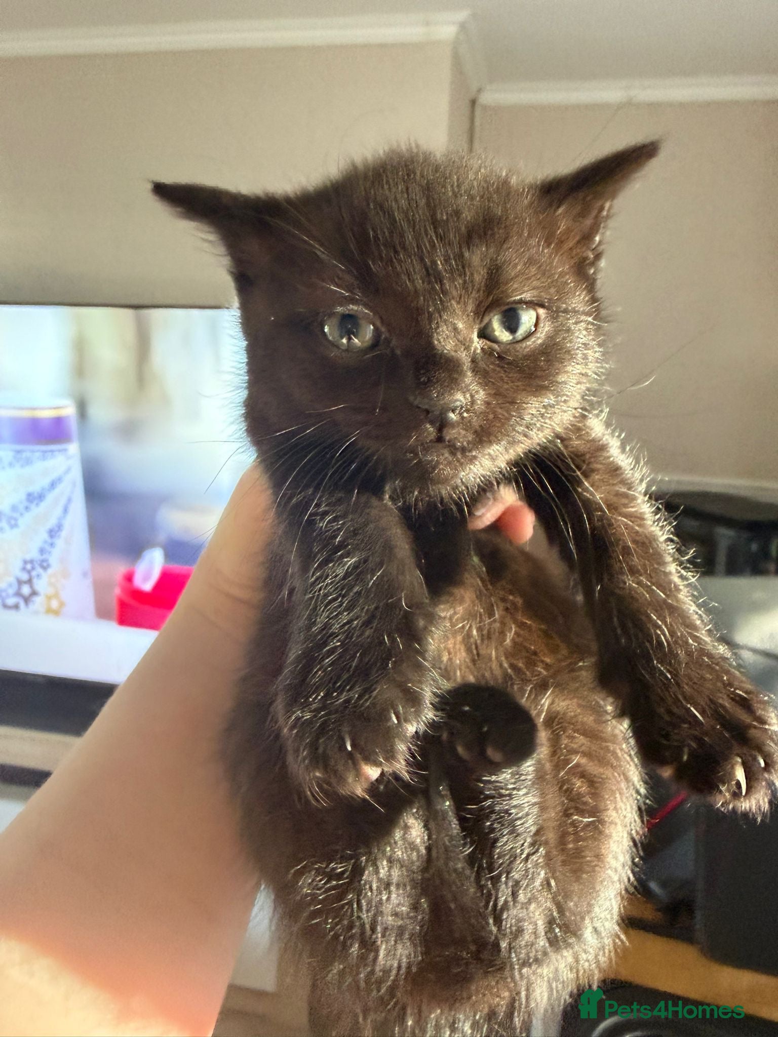 Scottish Fold cats for sale: Half Scottish fold kittens  in Bilston - Advert 15