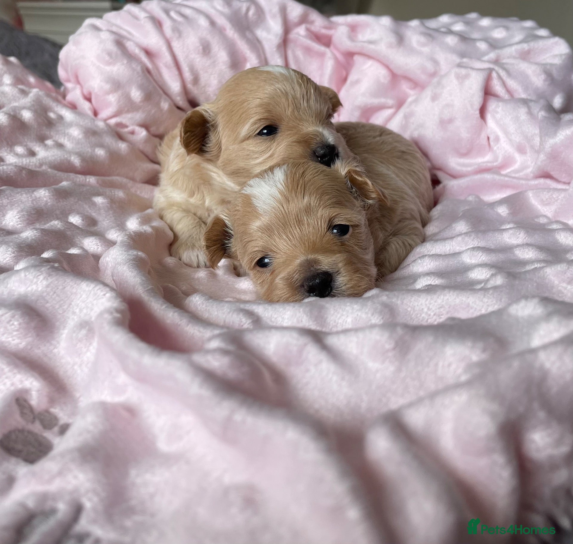 Maltipoo dogs Beautiful Tiny Maltipoo Puppies  - Advert 18