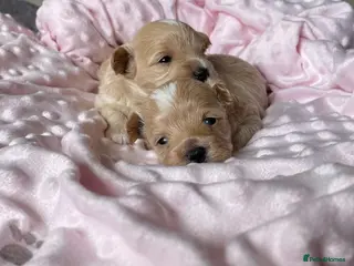 Maltipoo dogs Beautiful Tiny Maltipoo Puppies - Advert 7