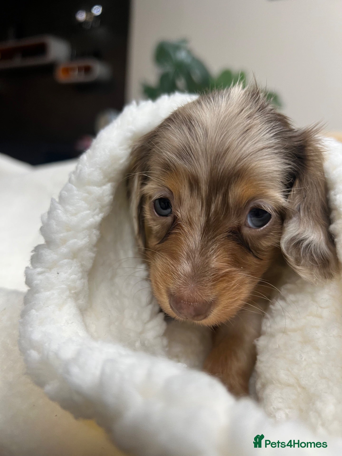 Miniature Dachshund dogs for sale: Tiny KC Longhair Dachshunds  Chocolate & Dapple - Advert 2