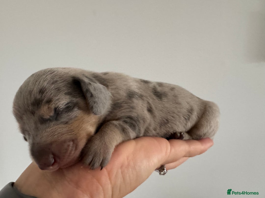 Miniature Dachshund dogs for sale: 🐾Stunning Miniature Dachshunds🐾🤩 - Image 12