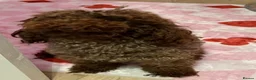 Maltipoo dogs for sale: Beautiful tiny chocolate maltipoo  - Advert 1