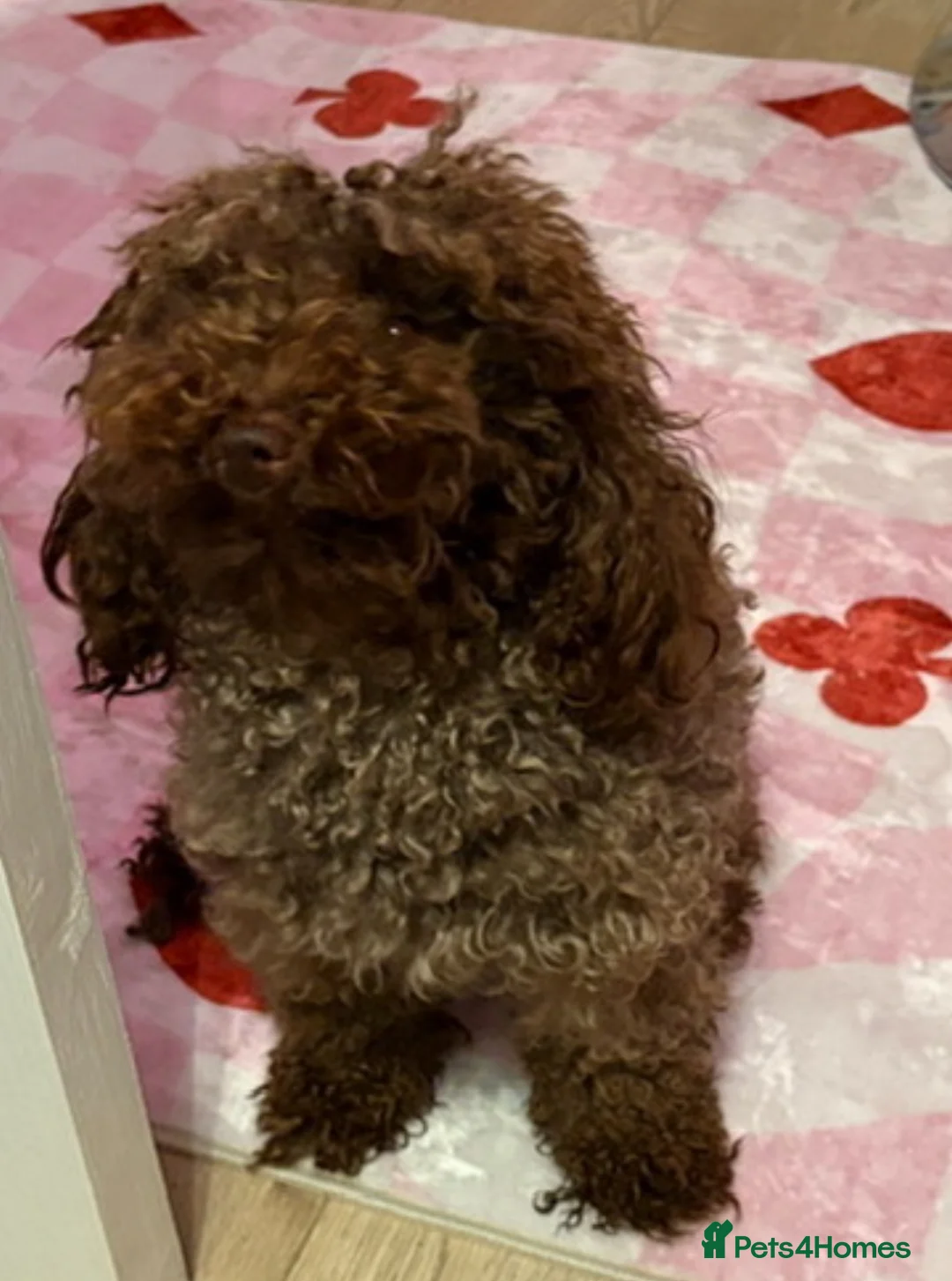 Maltipoo dogs for sale: Beautiful tiny chocolate maltipoo  - Advert 1