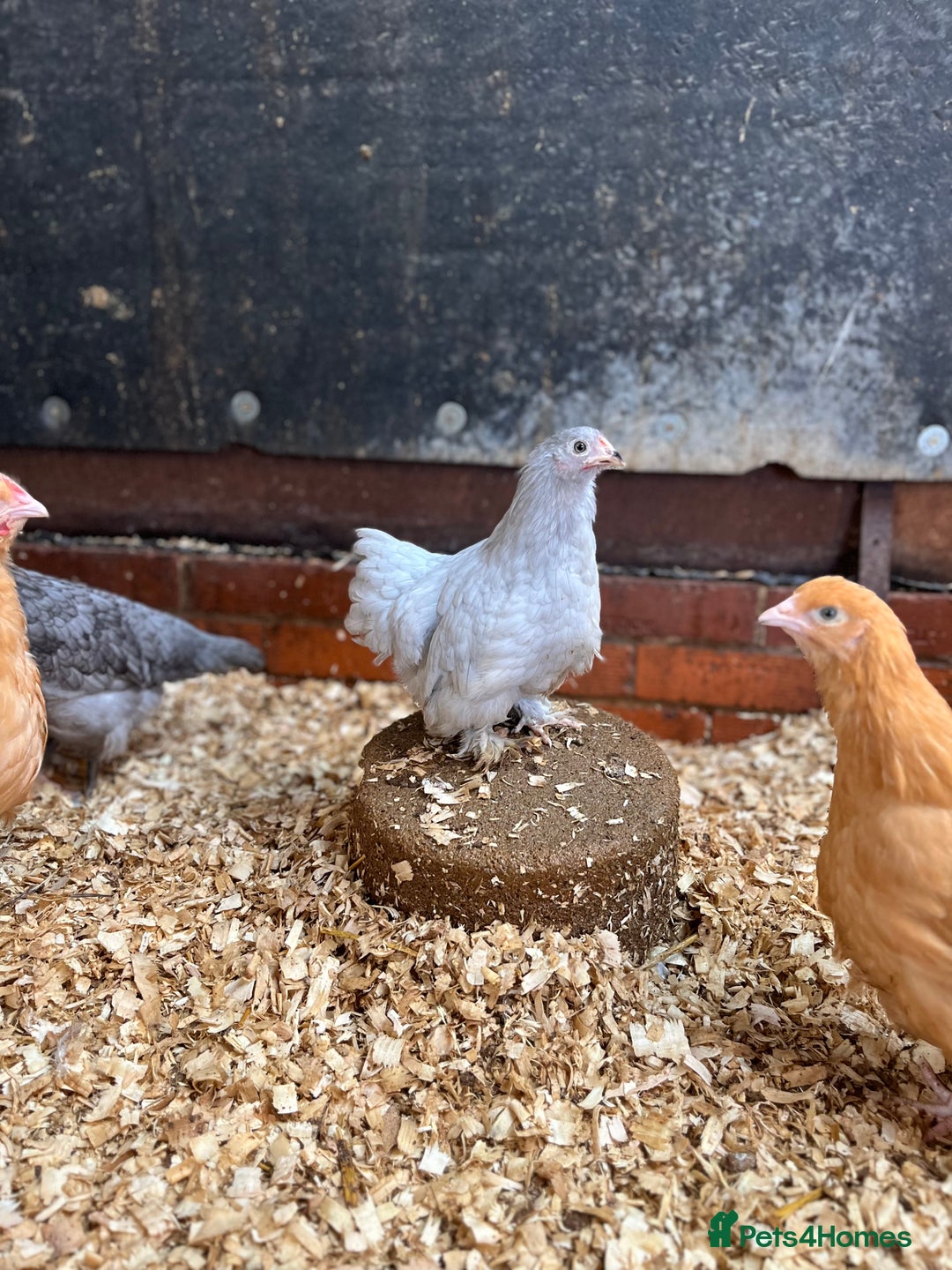 Chickens poultry for sale: Various breeds of chickens - Advert 1