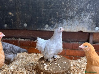 Chickens poultry Various breeds of chickens - Advert 1