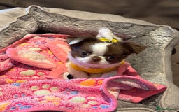 Chihuahua dogs for sale: Long haired Russian Chihuahua - Image 5