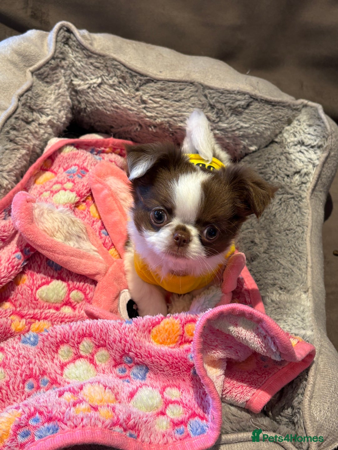 Chihuahua dogs for sale: Long haired Russian Chihuahua - Image 5