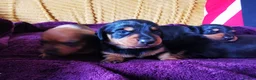 Miniature Dachshund dogs for sale: KC Stunning litter of girls 💗 - Advert 15