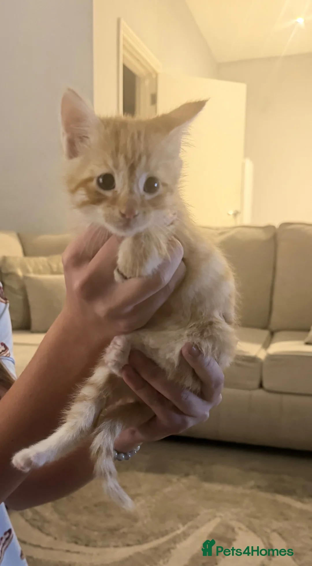 Mixed Breed cats for sale: Ginger male kitten  in Sheerness - Advert 2