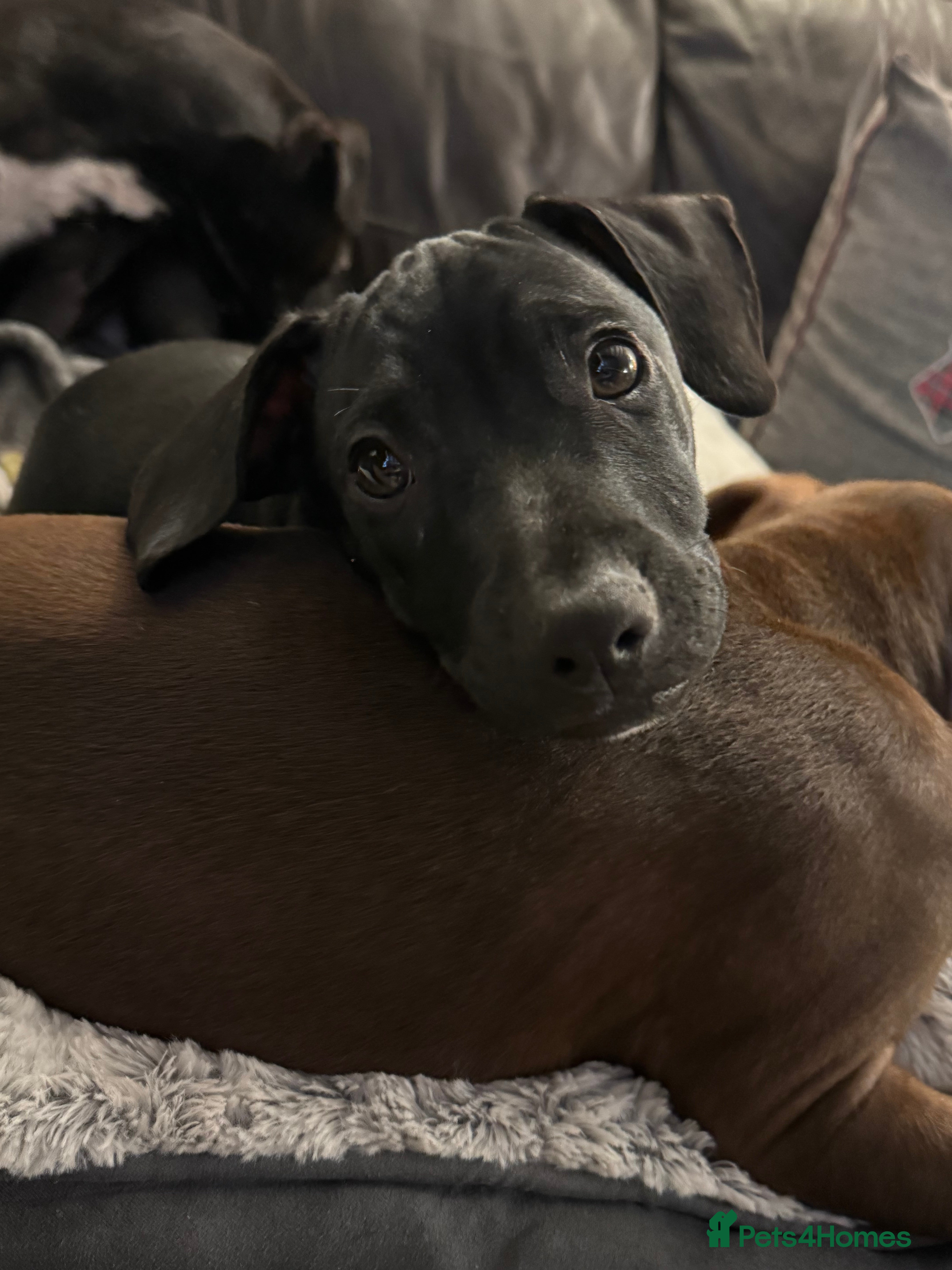 Mixed Breed dogs French bulldog/cockerspaniel 15 weeks old   - Advert 3