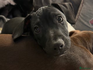 Mixed Breed dogs French bulldog/cockerspaniel 13 weeks old - Advert 17