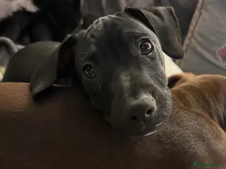 Mixed Breed dogs French bulldog/cockerspaniel 15 weeks old - Advert 16